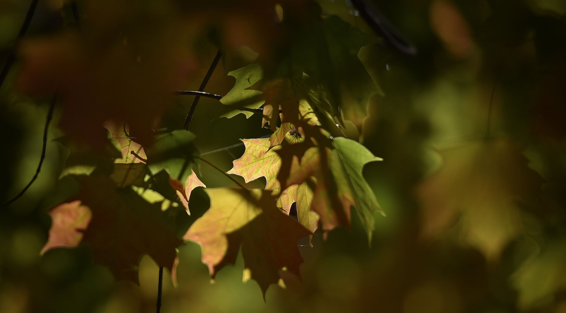 Fall Leaves